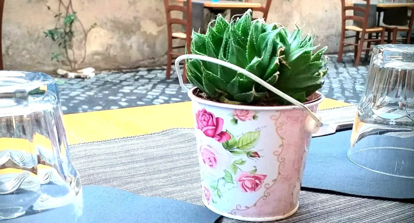 Una piantina grassa in un secchiello a rose tra i bicchieri, fuori sul selciato